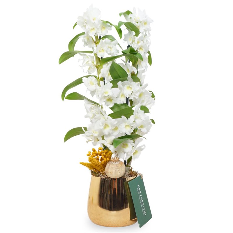 Beyaz Dendrobium Aranjmanı - Premium Gold Saksıda