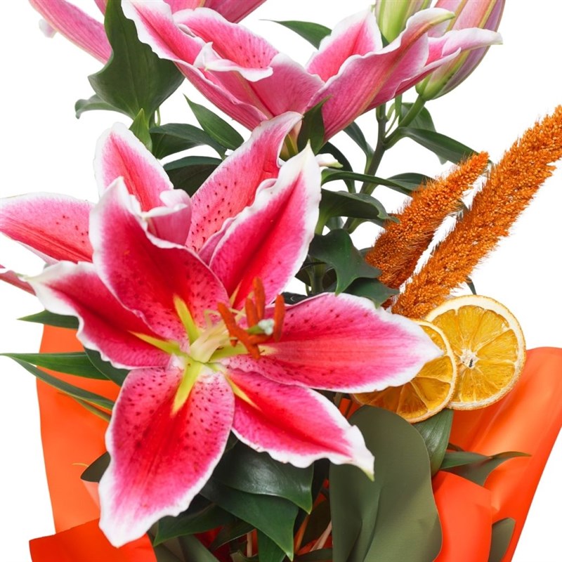 Sunset Lily (Fragrant Gift Lily)