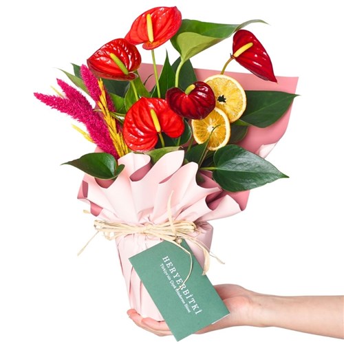 Special Anthurium Gift (Kırmızı Antoryum Aranjmanı)