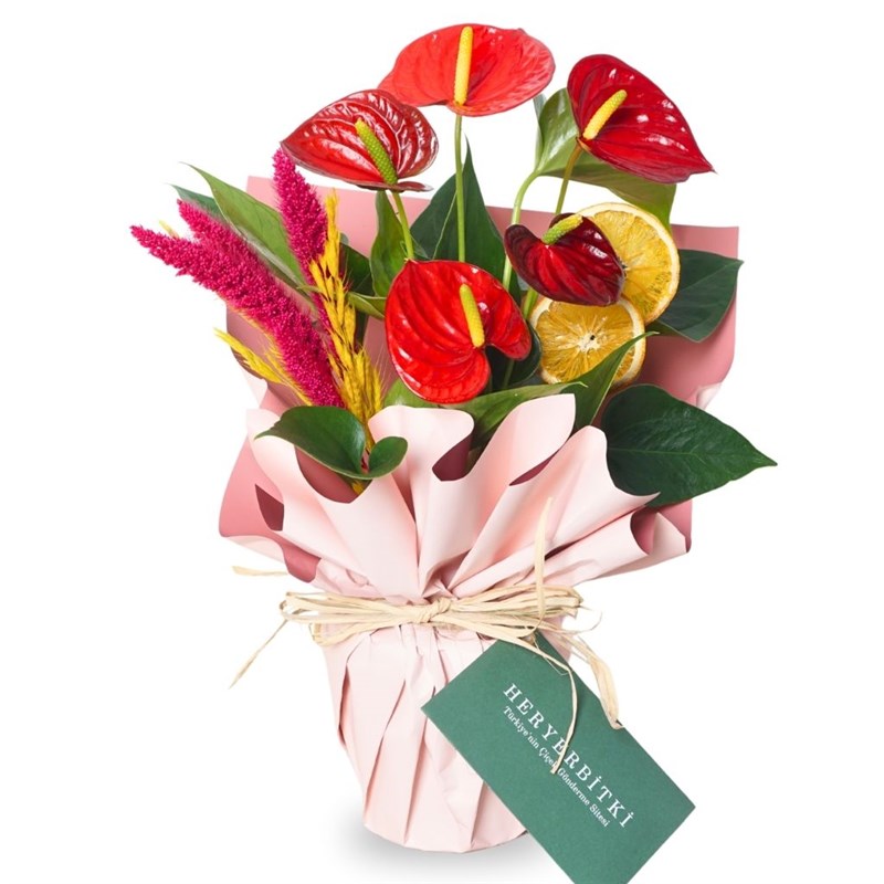 Special Anthurium Gift (Kırmızı Antoryum Aranjmanı)