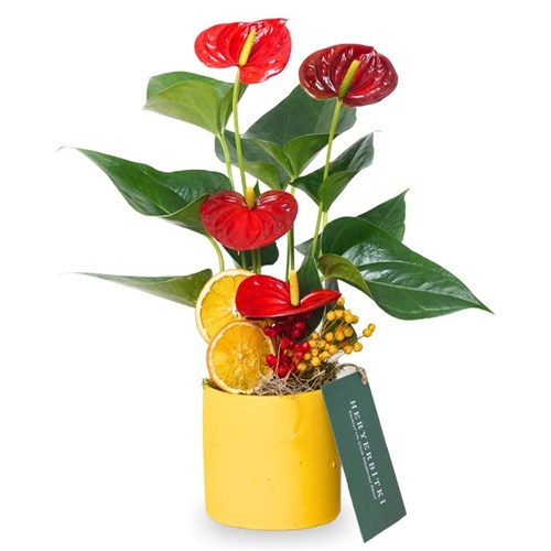 Tropical Gift Anthurium (Sarı Saksıda Kırmızı Antoryum Çiçeği)