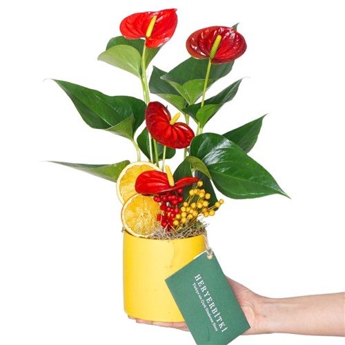 Tropical Gift Anthurium (Sarı Saksıda Kırmızı Antoryum Çiçeği)