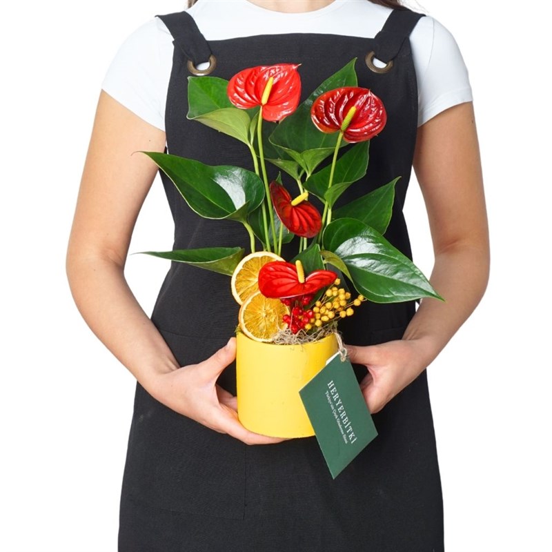 Tropical Gift Anthurium (Sarı Saksıda Kırmızı Antoryum Çiçeği)