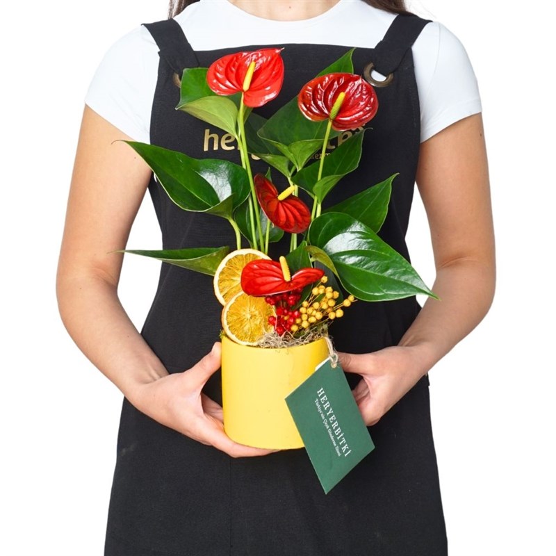 Tropical Gift Anthurium (Sarı Saksıda Kırmızı Antoryum Çiçeği)