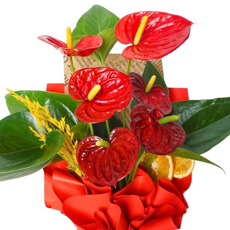 Red Flame Gift (Kırmızı Antoryum Aranjmanı)