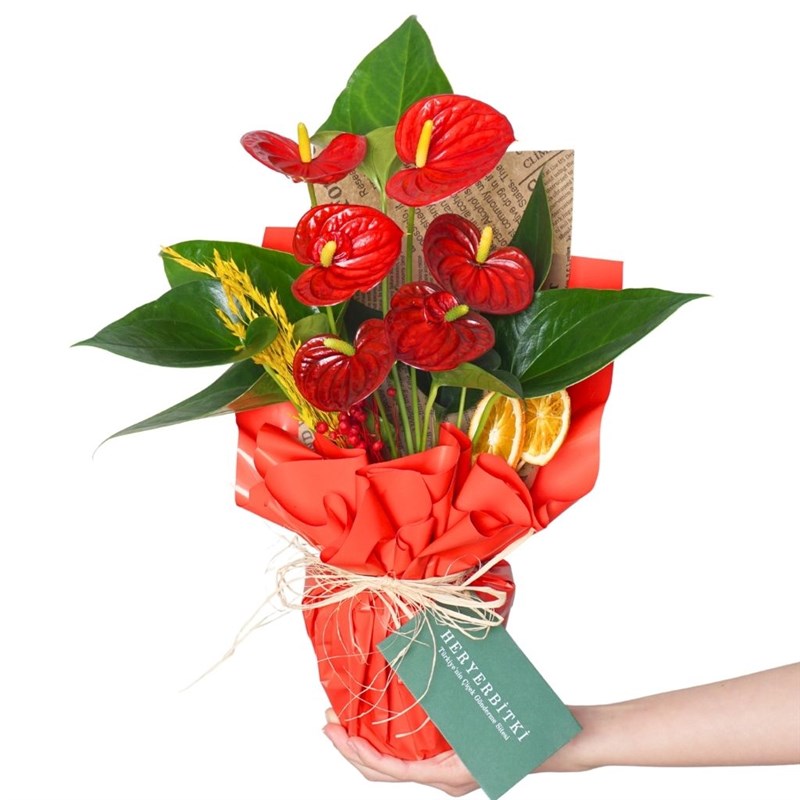 Red Flame Gift (Kırmızı Antoryum Aranjmanı)