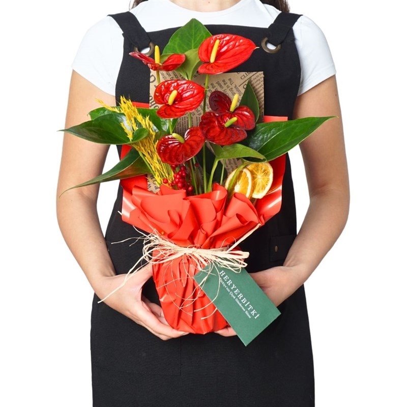 Red Flame Gift (Kırmızı Antoryum Aranjmanı)