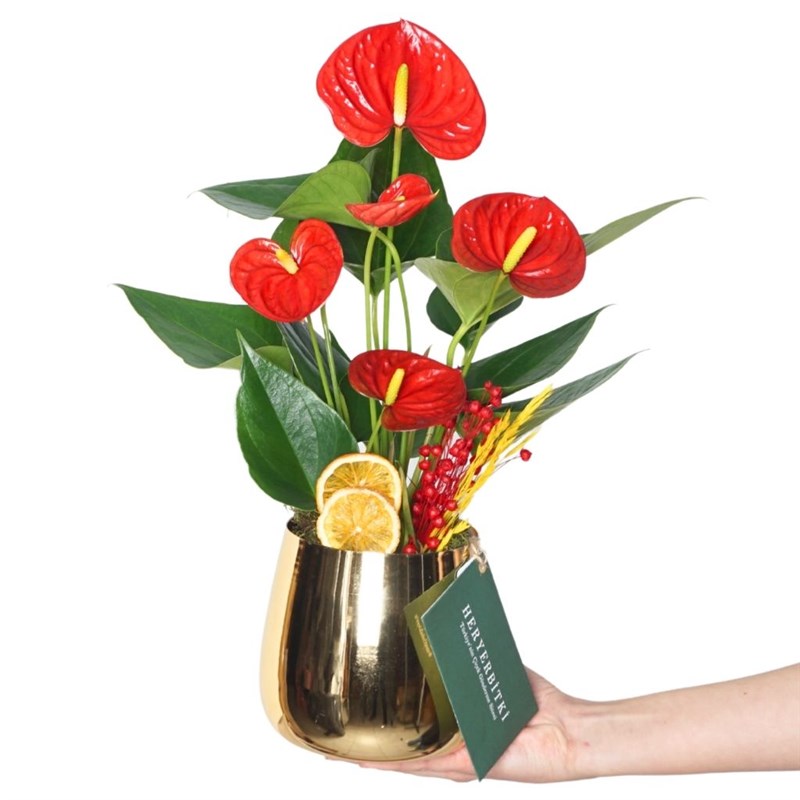 Premium Golden Anthurium Gift (Kırmızı Antoryum Aranjmanı)