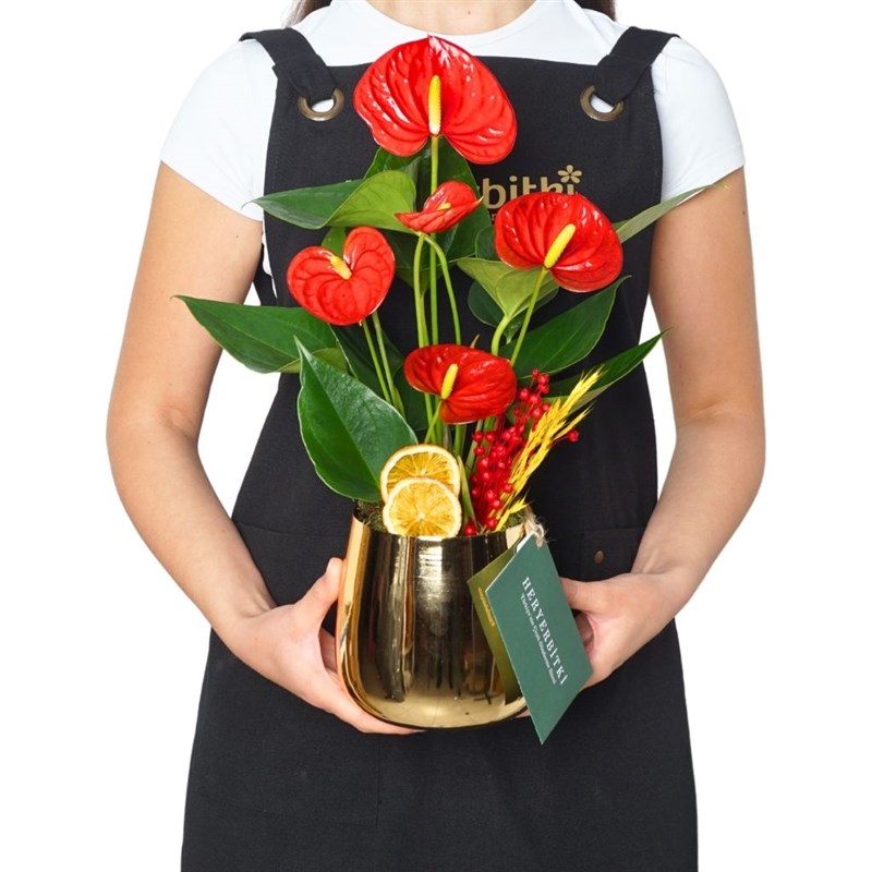Premium Golden Anthurium Gift (Kırmızı Antoryum Aranjmanı)