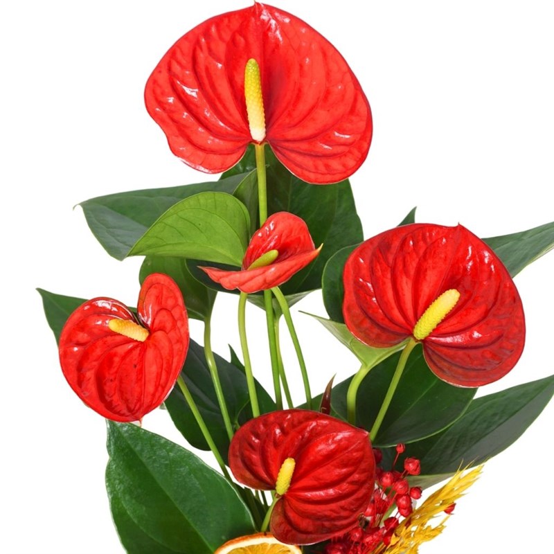 Premium Golden Anthurium Gift (Kırmızı Antoryum Aranjmanı)