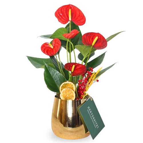 Premium Golden Anthurium Gift (Kırmızı Antoryum Aranjmanı)