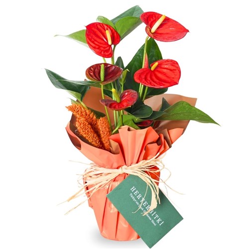 Amber Anthirium Gift (Red Anthurium Arrangement)
