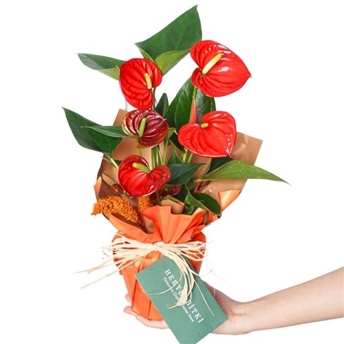 Amber Anthirium Gift (Red Anthurium Arrangement)