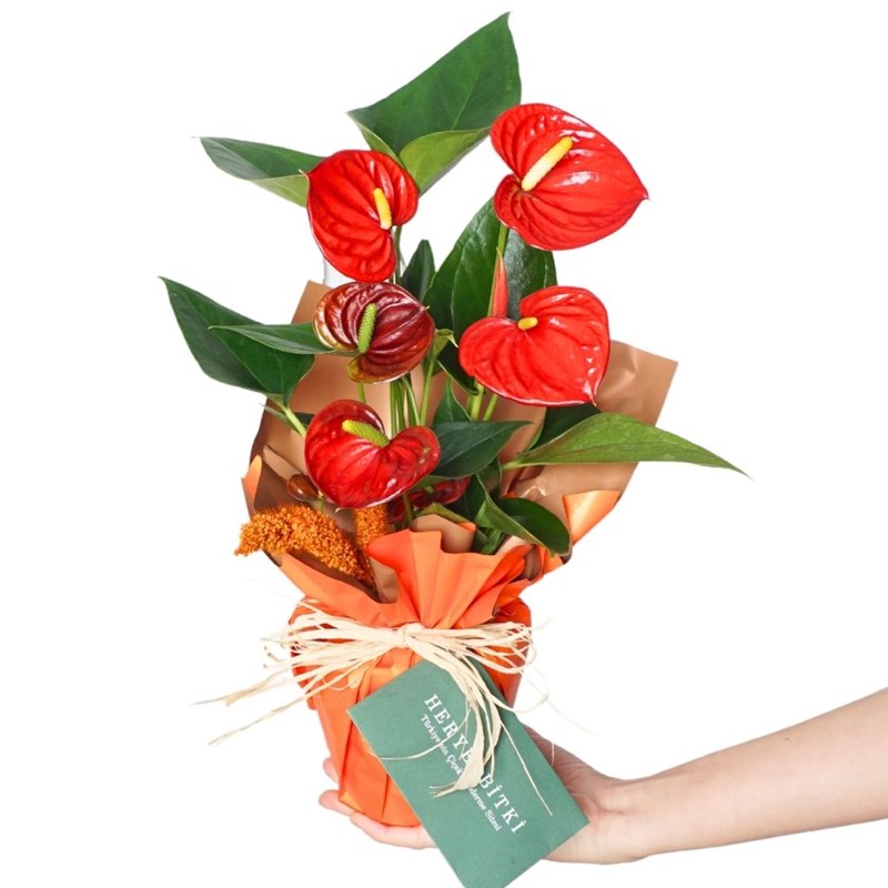 Amber Anthurium Gift (Kırmızı Antoryum Aranjmanı)
