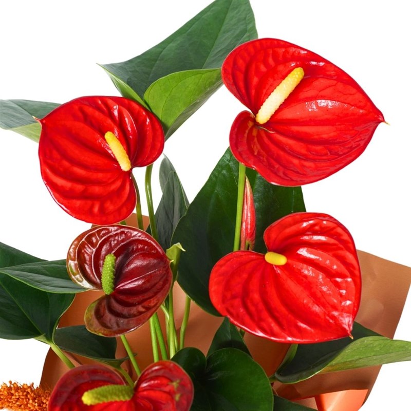 Amber Anthurium Gift (Kırmızı Antoryum Aranjmanı)