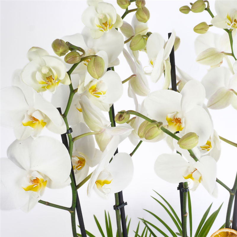 4 Dallı Beyaz Orkide ve Güller Aranjmanı (Premium White Orchid & Rose)