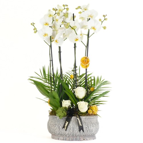 4 Dallı Beyaz Orkide ve Güller Aranjmanı (Premium White Orchid & Rose)