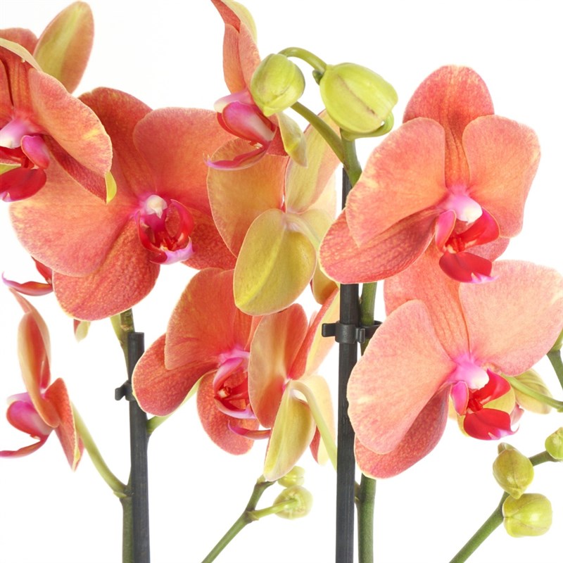 Inspiration Bloom (Coral Orkide ve Güller Aranjmanı)