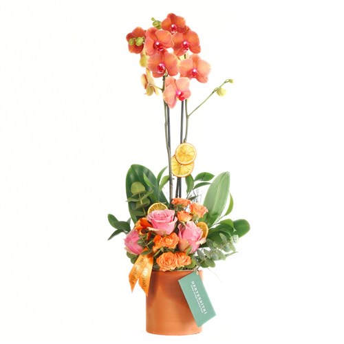 Inspiration Bloom (Coral Orkide ve Güller Aranjmanı)