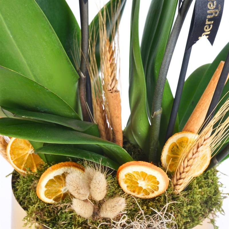 Golden Premium Coral (Fire Orchid in a 4-Stemmed Gold Vase)