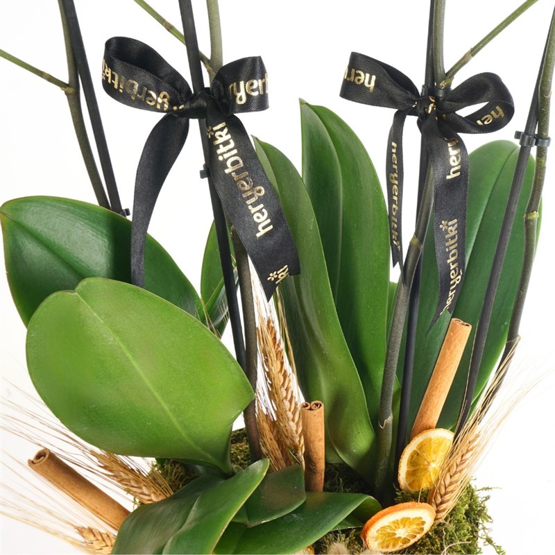 Golden Premium Coral (Fire Orchid in a 4-Stemmed Gold Vase)