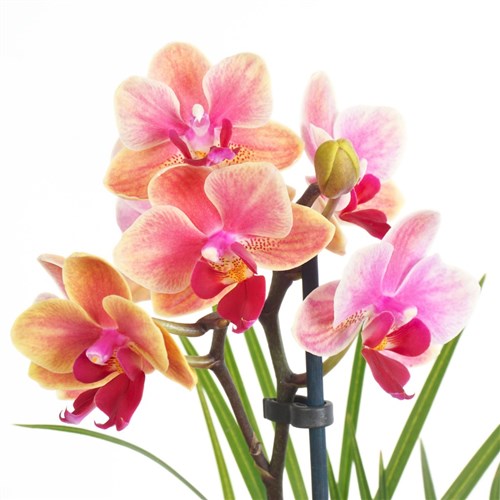 Golden Floral (Ayaklı Altın Vazoda Güller ve Ateş Orkide Aranjmanı)