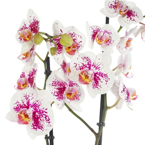 Gifted Phalaenopsis Orchids (Benekli Orkide)
