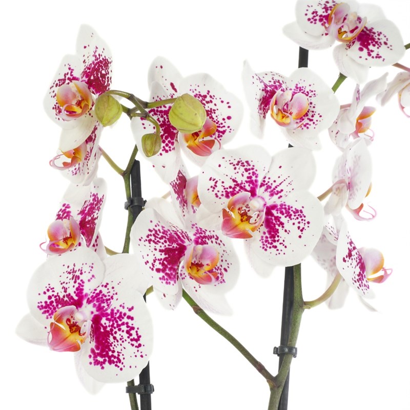Gifted Phalaenopsis Orchids (Benekli Orkide)
