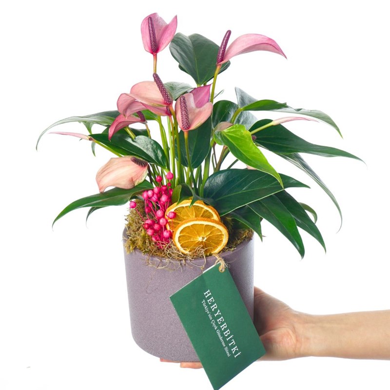 cast iron plant aspidistra Cast Iron Plant  Hey Rooted