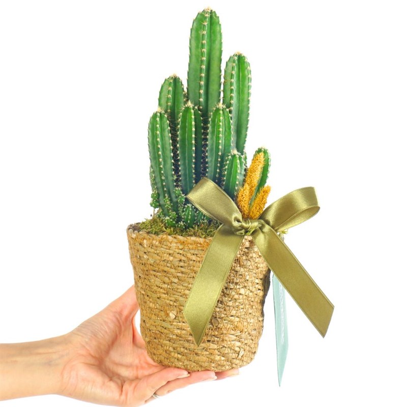 Radiation-Resistant Cactus Gift in a Basket