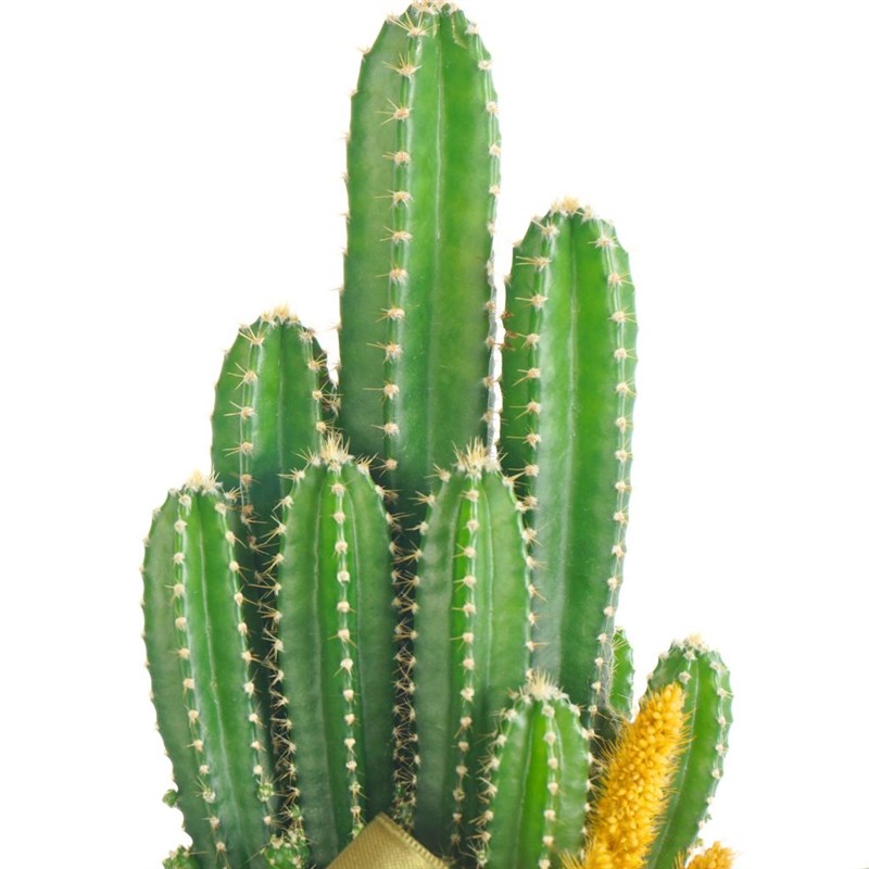 Radiation-Resistant Cactus Gift in a Basket