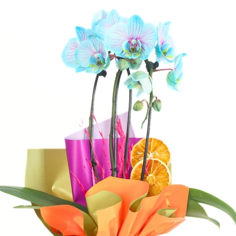 Vivid (Circle Blue Orchid Design)