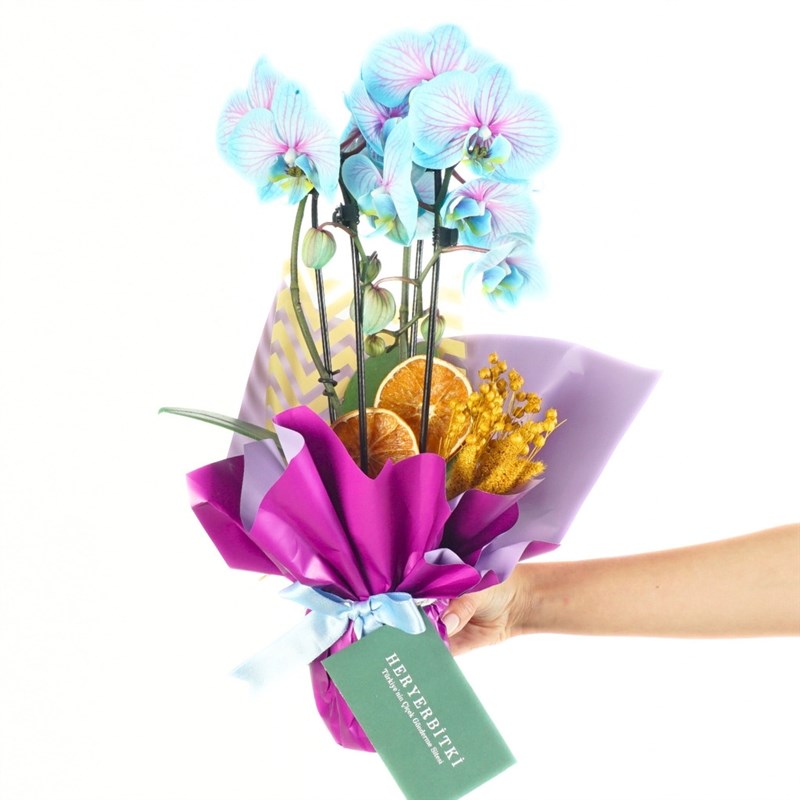 Cosmo (Circle Blue Orchid Design)