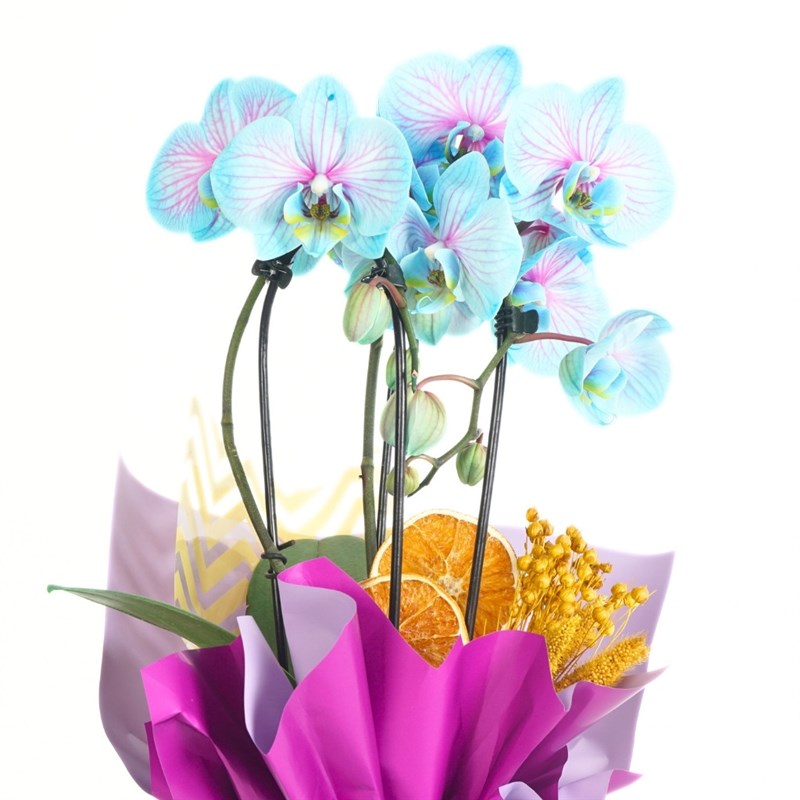 Cosmo (Circle Blue Orchid Design)