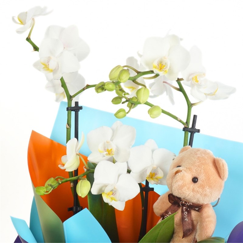 Cuddle Orchid (White Orchid and Cute Teddy Bear Arrangement)