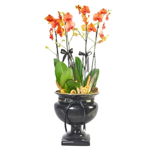 Premium Coral Gift (4 Dallı Ayaklı Vazoda Coral Orkide Aranjmanı)