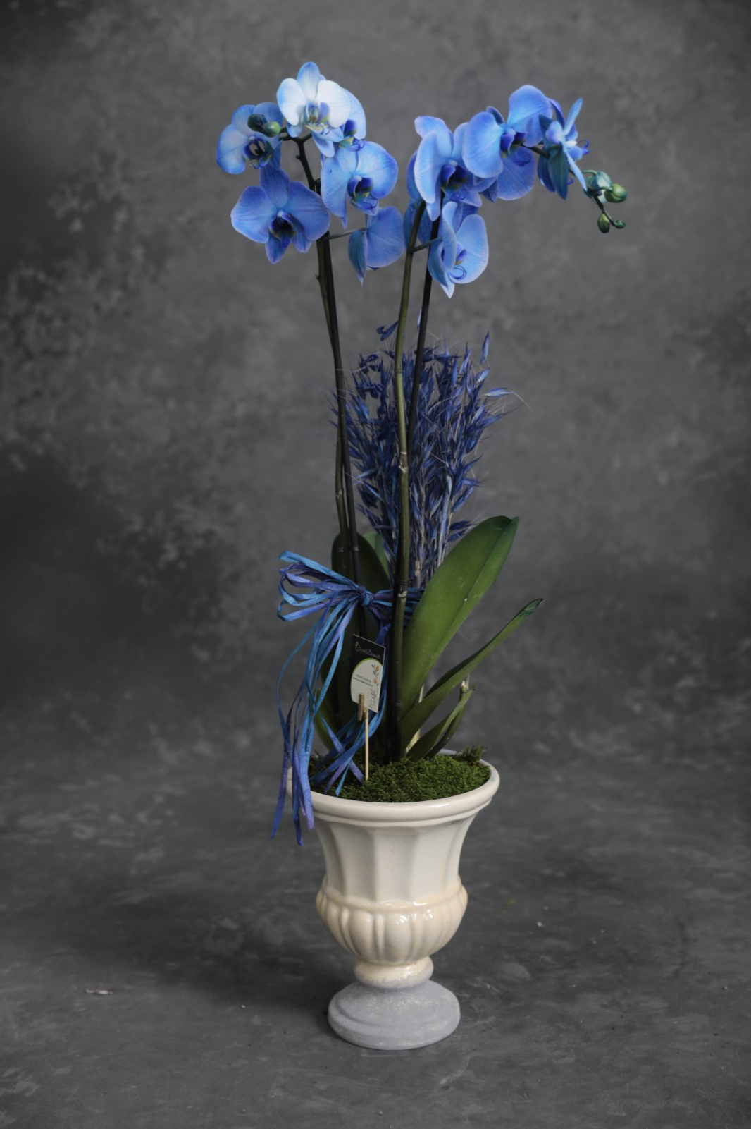Blue's Mavi Orkide