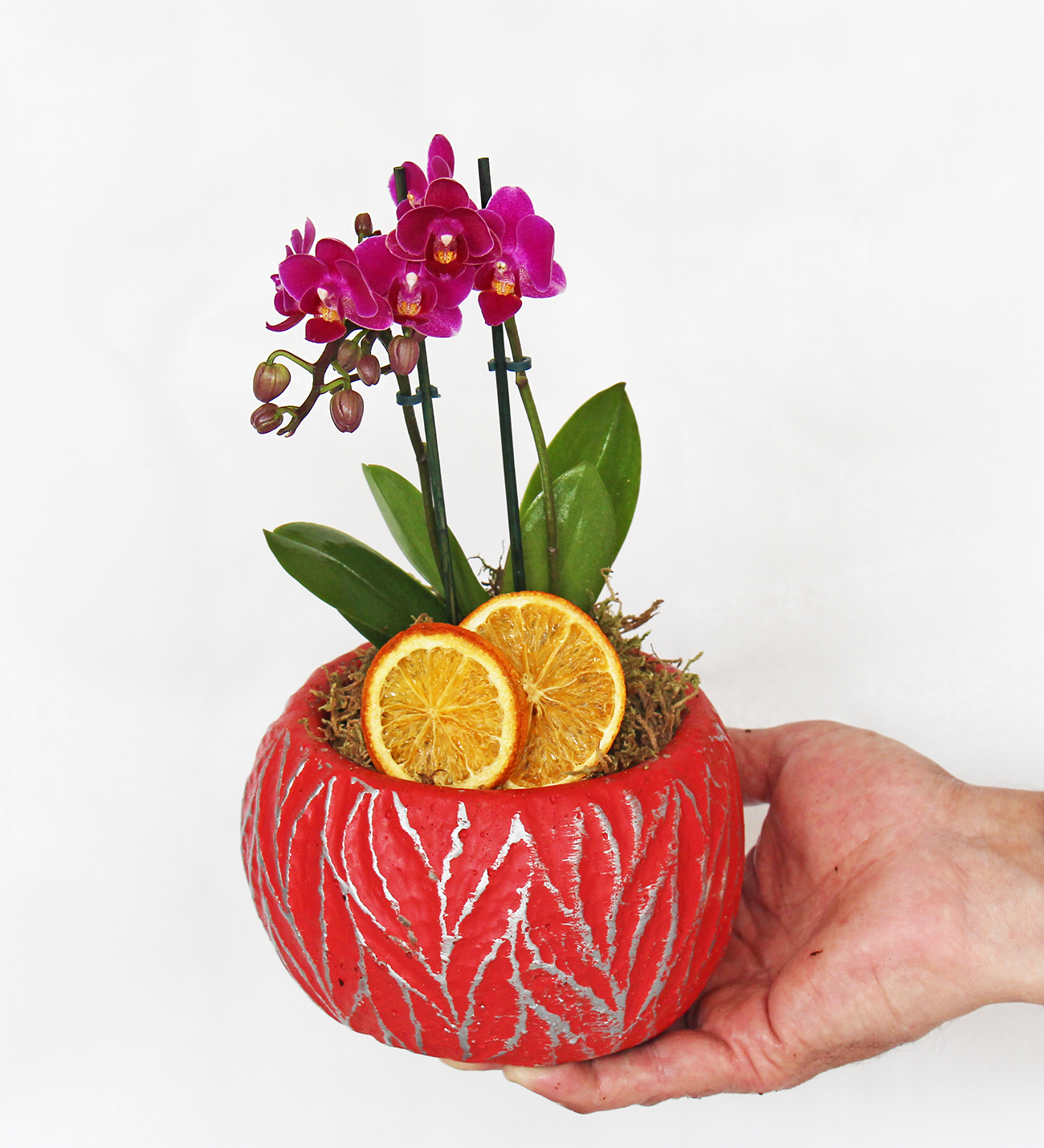 Kırmızı  vazo da mini orkidem