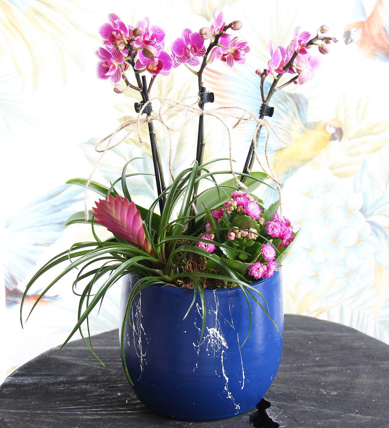 Lacivert seri mini orkide ve sukulent aranjmanı