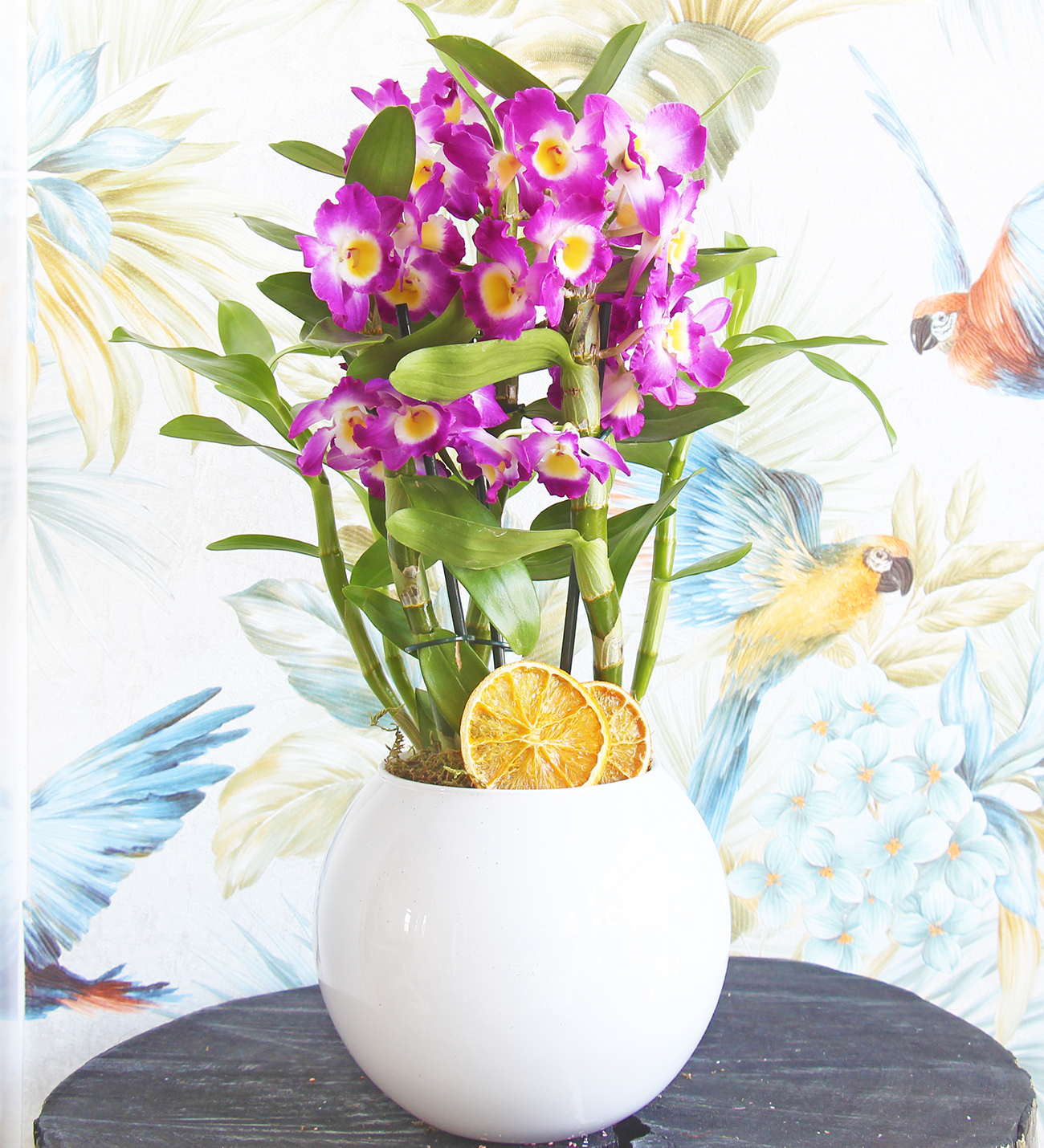 Beyaz seri Dendrobium Deluxe Orkide