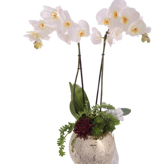 2 Dallı Beyaz Orkide Ve Sukulent