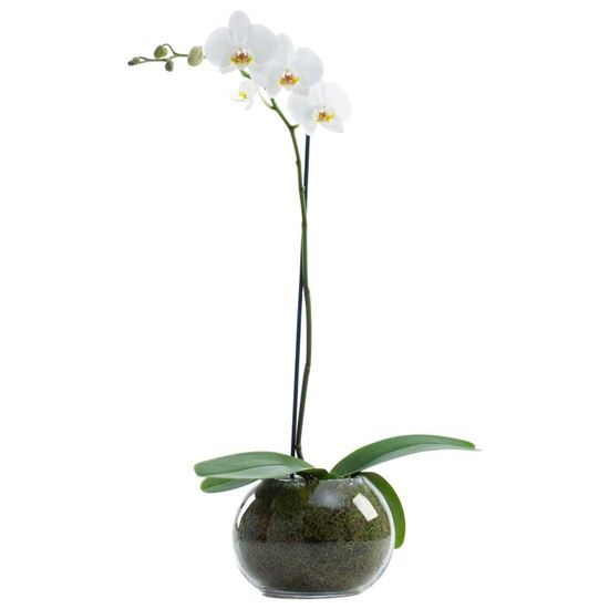 Tek dallı beyaz orkide klasik tasarım