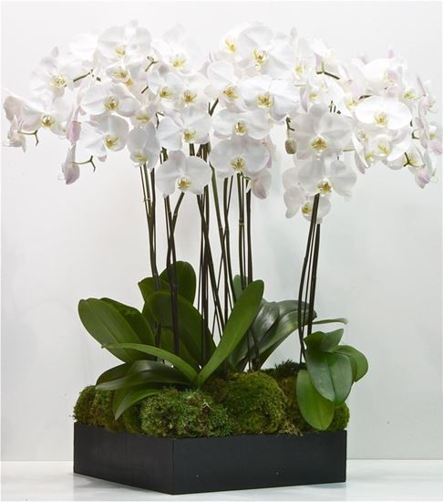 10 dallı beyaz orkide aranjmanı