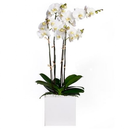 Klasik tasarım 4 dallı beyaz orkide