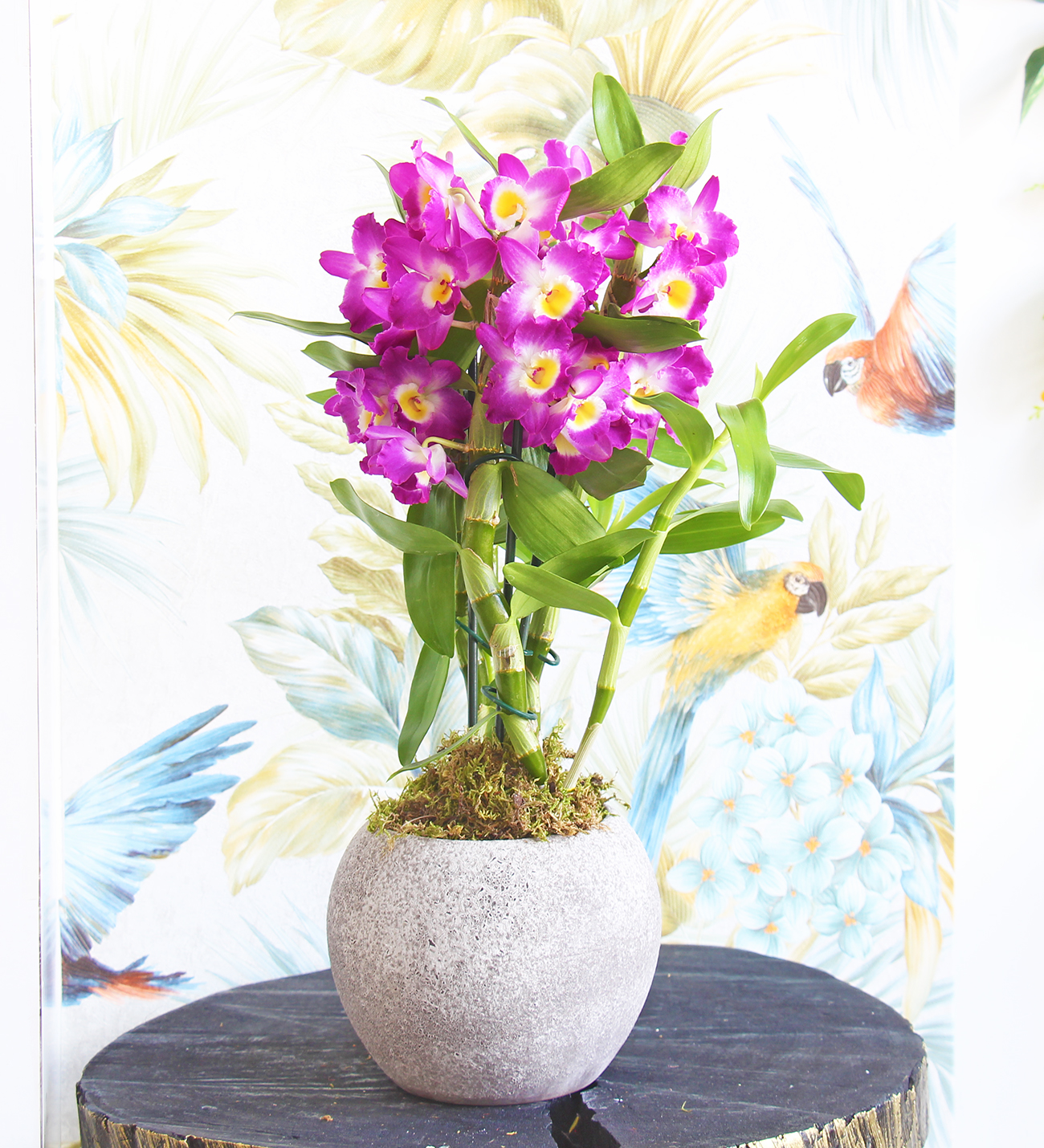 Gri seramik vazo Dendrobium Deluxe Orkide