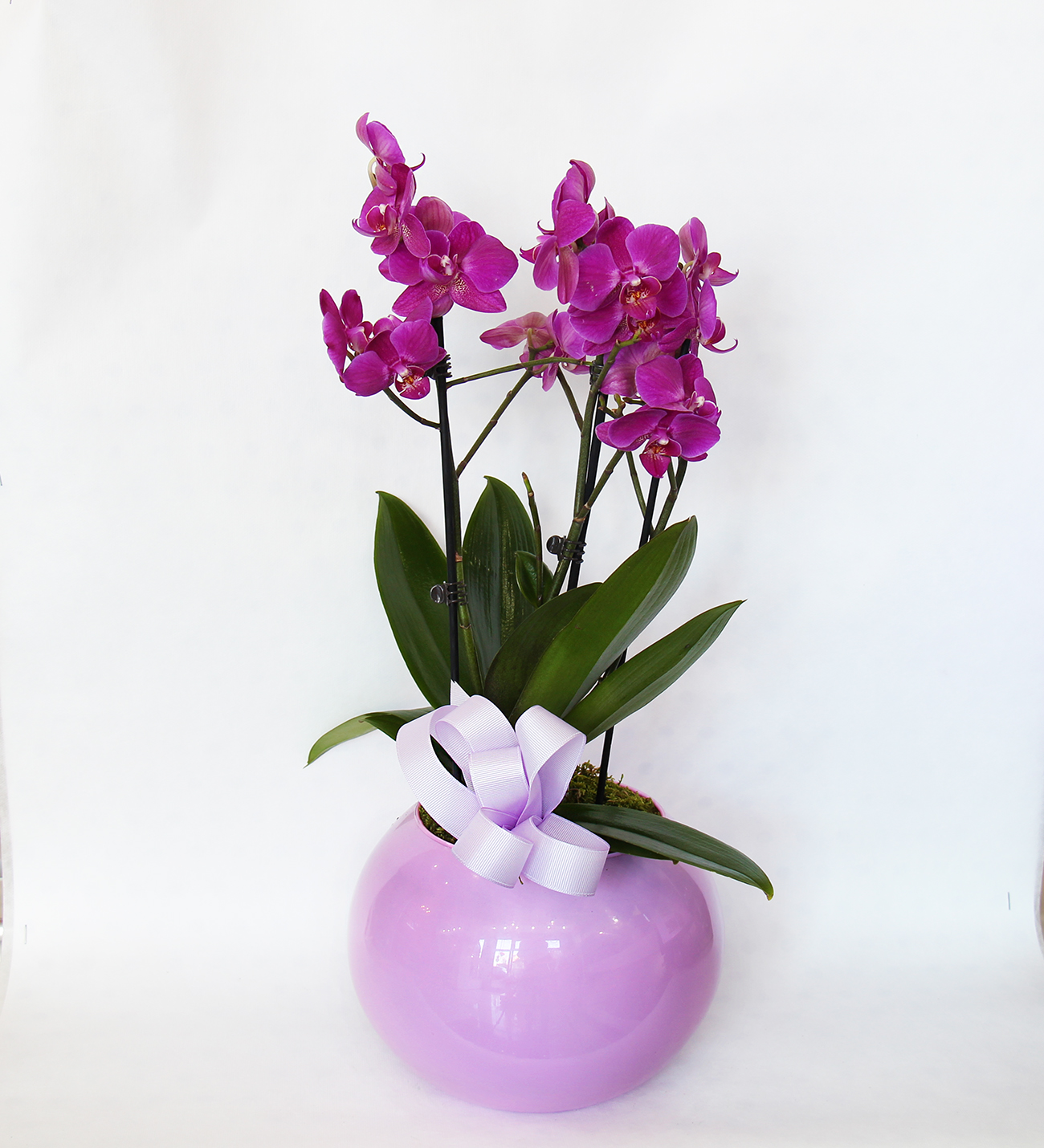 Pembe vazoda mor midi orkide