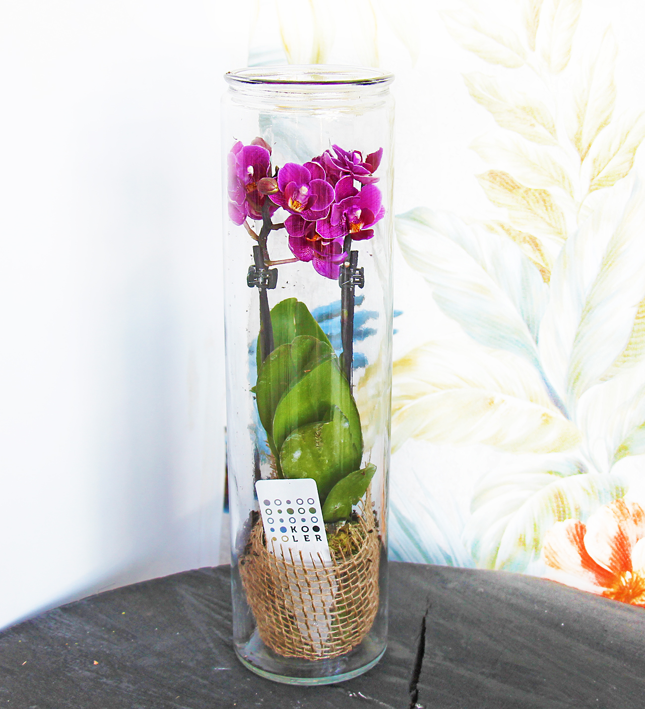 Özel tasarım sayılı mini orkide aranjmanı