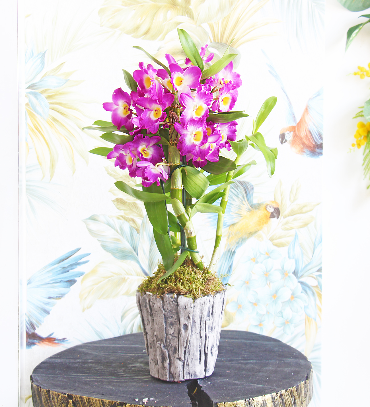 Taş seri Dendrobium Deluxe Orkide