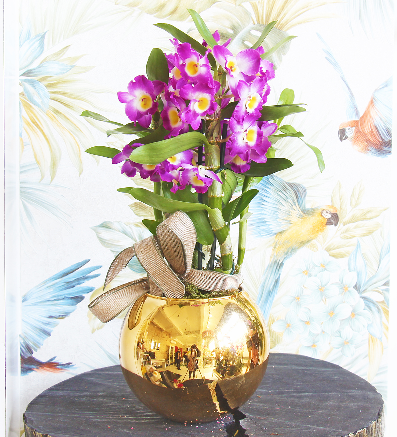 Altın seri Dendrobium Deluxe Orkide