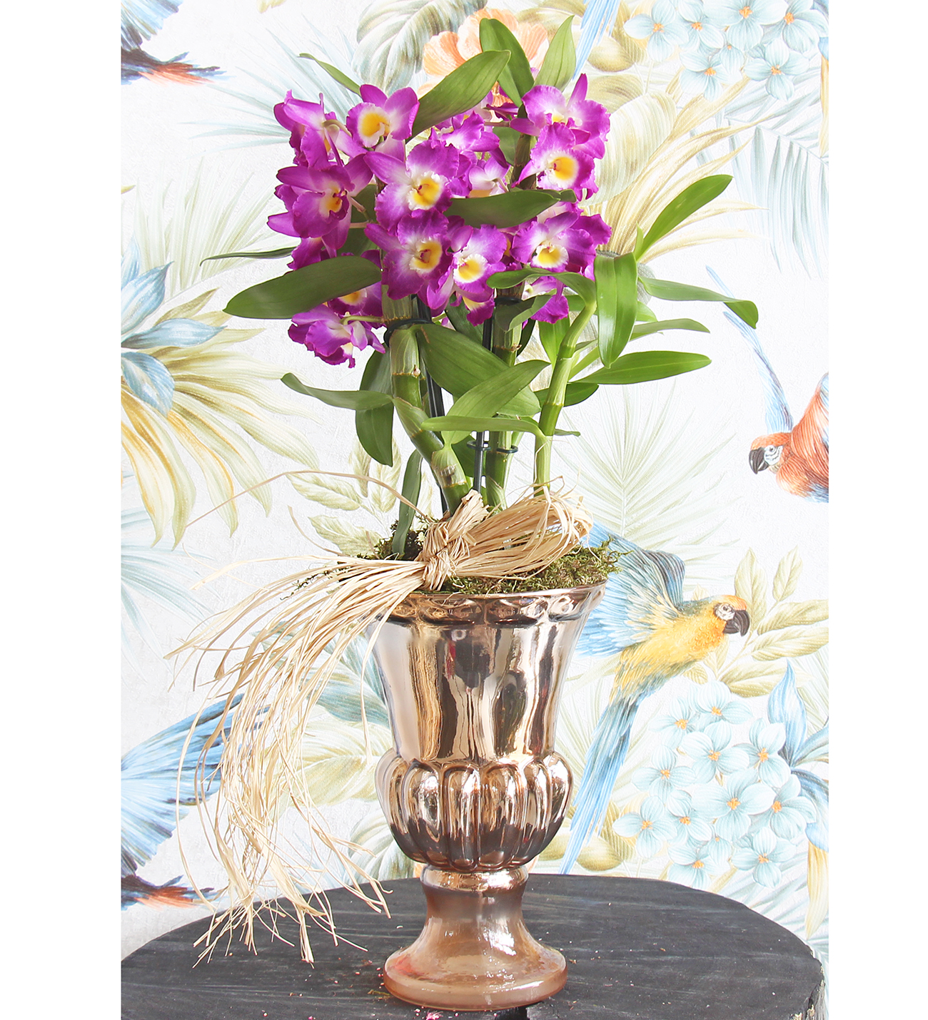 Kadeh Altın seri Dendrobium Deluxe Orkide